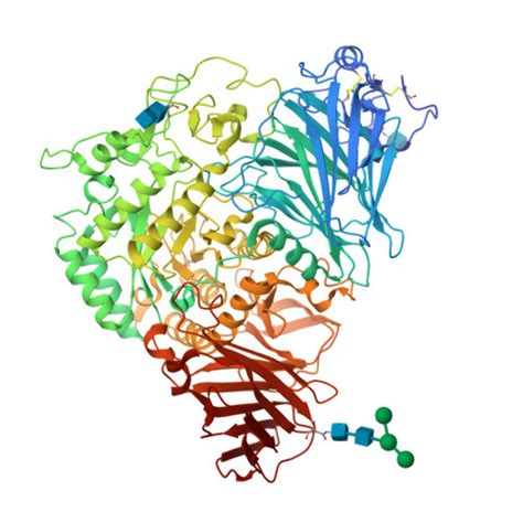 Afbeeldingsresultaten voor Sucrase Enzyme Structure