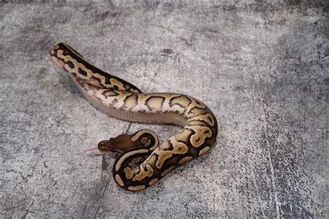 Image result for Super Specter Ball Python