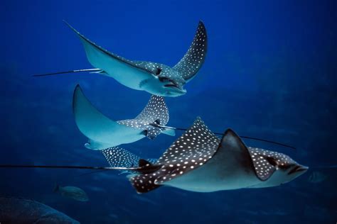 Image result for Stingray Shape