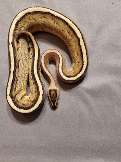 Bildergebnis für Super Specter Ball Python