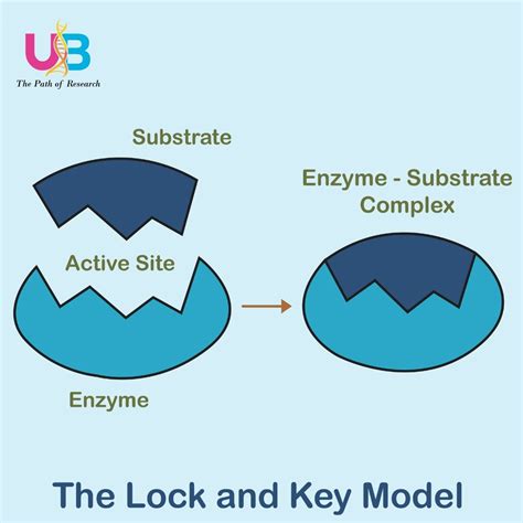 Image result for Enzyme-Substrate Complex