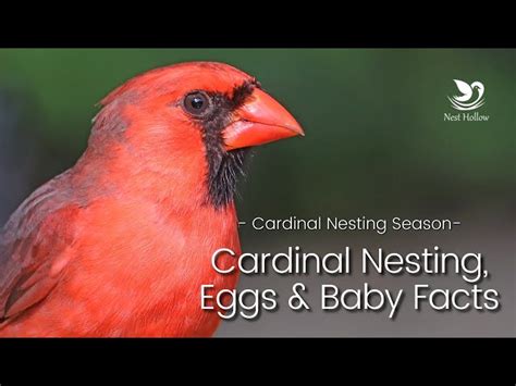 How to Build a Cardinal Nest に対する画像結果