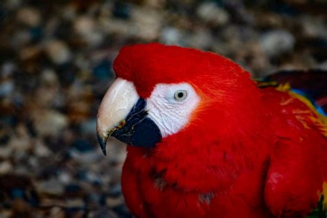 Image result for Parrot On Tree Branch Red