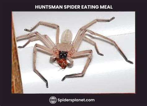 Image result for Huntsman Spider Arizona