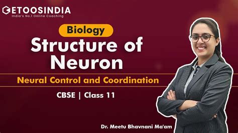 Image result for NCERT Class 12 Neuron Structure