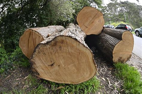 Image result for Contorlled Logging