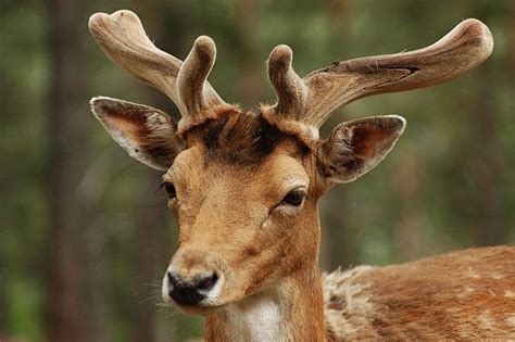 Image result for Deer Face Cut Out