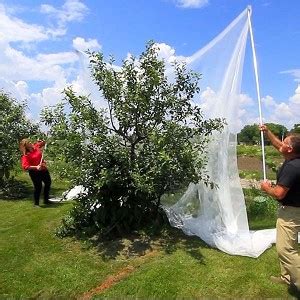 Image result for Put Bird Net Over Fruit Tree