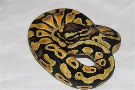 Afbeeldingsresultaten voor Ball Python Derpy