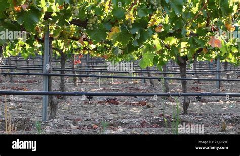 Image result for Edge Impulse Vineyard Irrigation