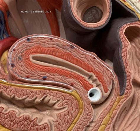 Afbeeldingsresultaten voor Daz3D Lab Model