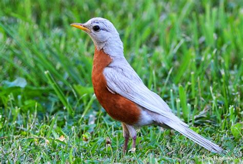 White Robin Bird に対する画像結果