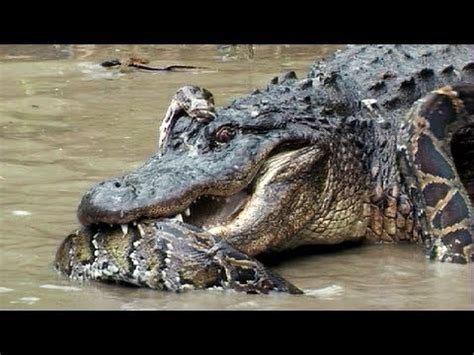 Image result for Python vs Gator