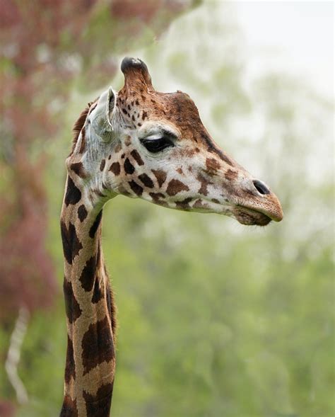 Giraffe Neck Portrait - Free photo on Pixabay