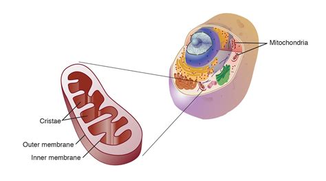Image result for ATP Production in the Mitochondria