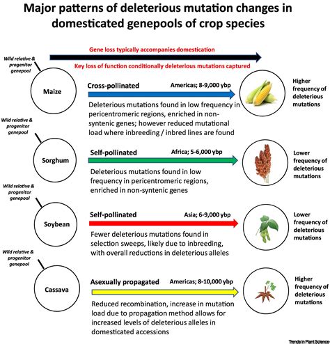 Evolutionary dynamics and adaptive benefits of deleterious mutations in ...