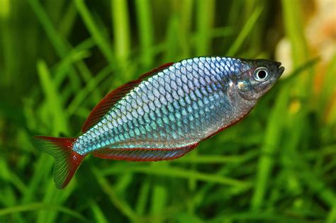 Image result for Colorful Rainbow Fish