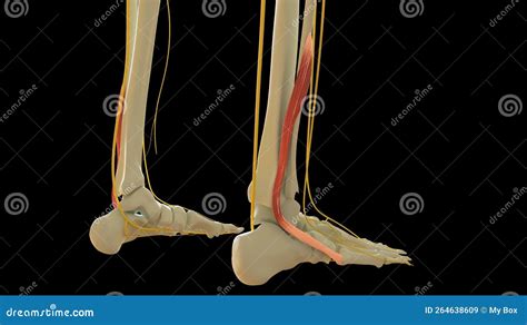 Image result for Peroneus Brevis Muscle