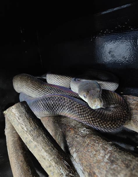 Image result for Scrub Python Size