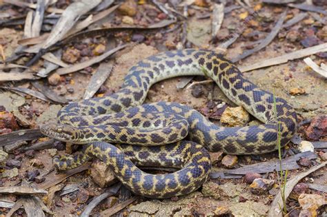Image result for Spotted Python Natural Habitat