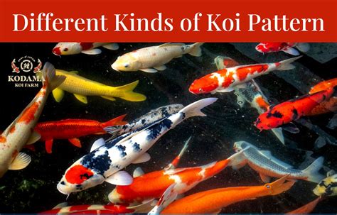 Image result for Koi Fish Color Patterns