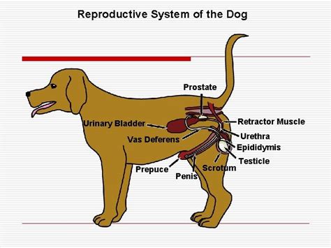 Image result for Male Dog Reproduction