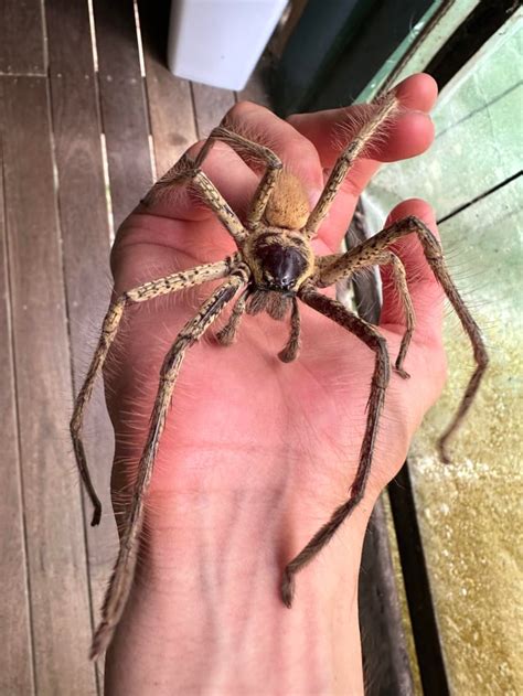 Image result for Huntsman Spider Arizona