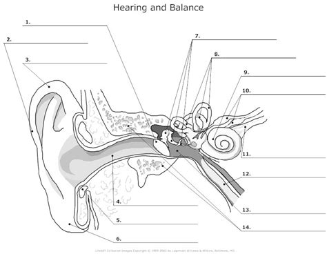 Toradh íomhá ar Life Sciences Grade 12 the Human Ear