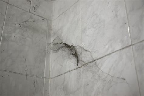 Toradh íomhá ar Cobweb On the Wall