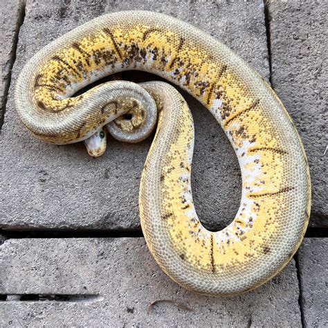 Image result for Ball Python Ramping