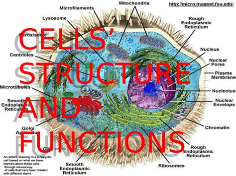 Image result for Cell Structure and Function