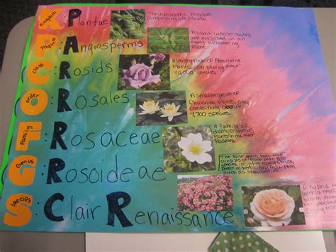 Linnaeus Chart に対する画像結果