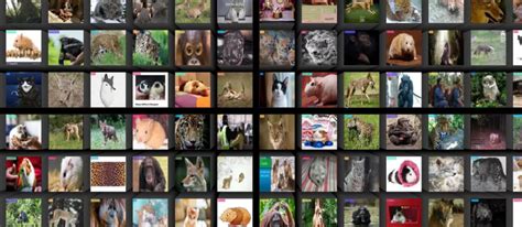 Image result for Animal Image Classification Dataset