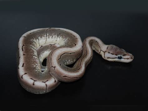 Image result for Axanthic Ghost Spider Ball Python