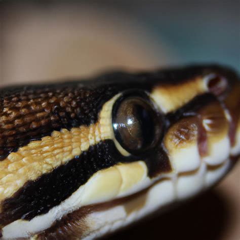 Toradh íomhá ar Snake Ball Python Face