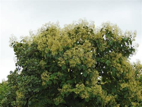 Afbeeldingsresultaten voor Teak Tree SpeedTree