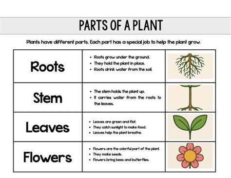 Tree Parts Sorting-এর ছবি ফলাফল