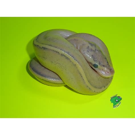Résultat d’images pour Ivory Spider Ball Python