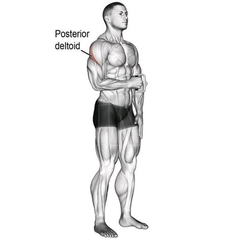 Image result for Arm Rotation