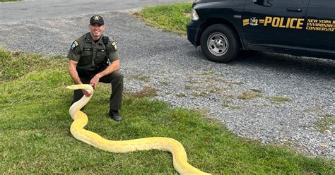 Toradh íomhá ar 13 Foot Reticulated Python