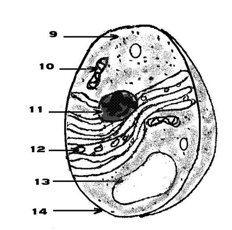 Image result for Animal Cell Science Diagram