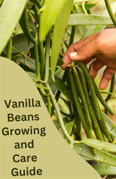 Image result for Growing Vanilla Beans