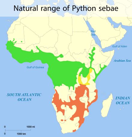 Image result for Jungle Python Geographic Range