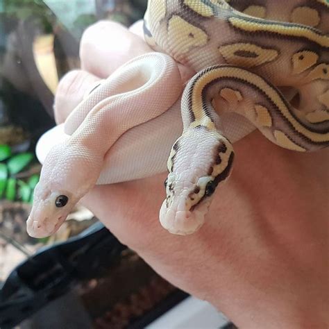 Image result for Cute Fancy Ball Python