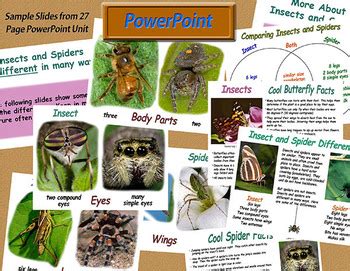 Image result for Insect Spider Comparison