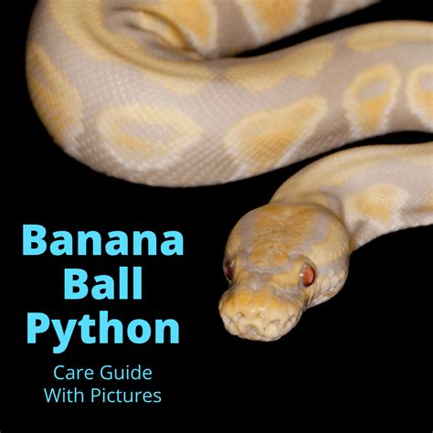 Python Banana Ringer に対する画像結果