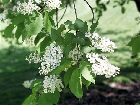 White Flower Tree Identification に対する画像結果
