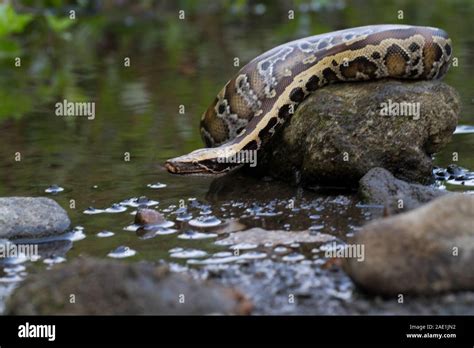 Afbeeldingsresultaten voor Red X Short-Tailed Python