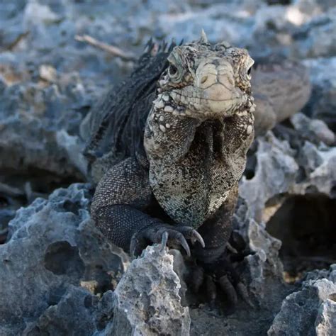 Cuban Rock Iguana - Facts, Diet, Habitat & Pictures on Animalia.bio