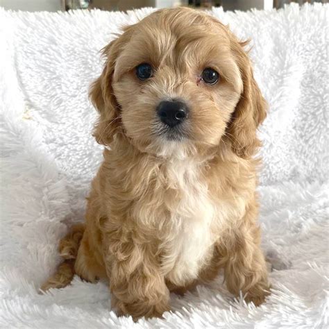 Image result for Cockapoo Puppy Breeders